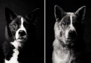 Maddy — 5 years and 10 years - Copyright: Dog Years